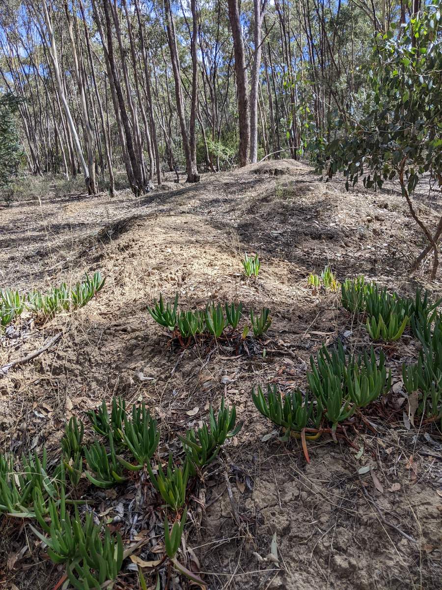 A spoil pile in the bush with succulents growing along the ridge line.